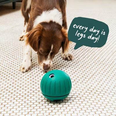 WOOF FORAGERT WALKABOUT S