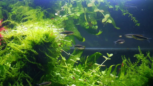 AQUEON PWR FILTER 30