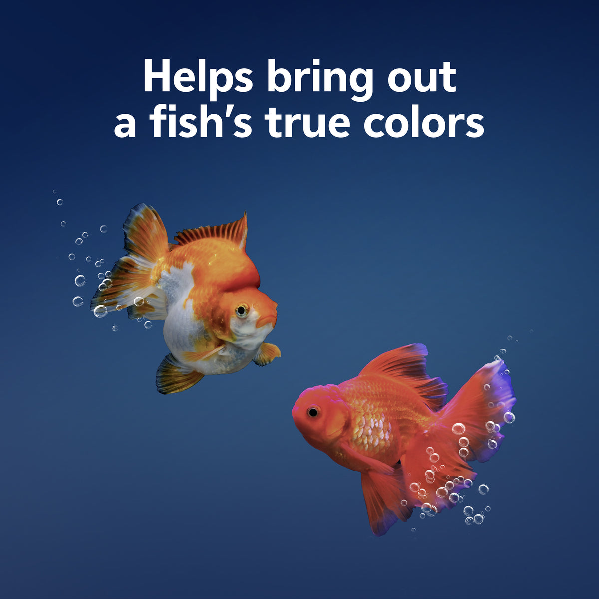 AQUEON GOLDFISH GRANULES 3.0Z