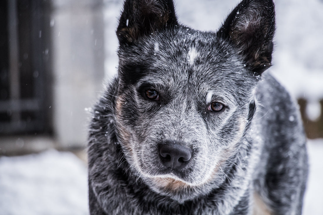 4 Reasons to Adopt a Senior Shelter Dog - RJ Paddywacks
