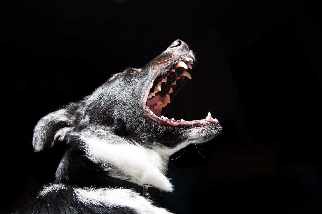 5 Tips For Dealing With Bullies - RJ Paddywacks