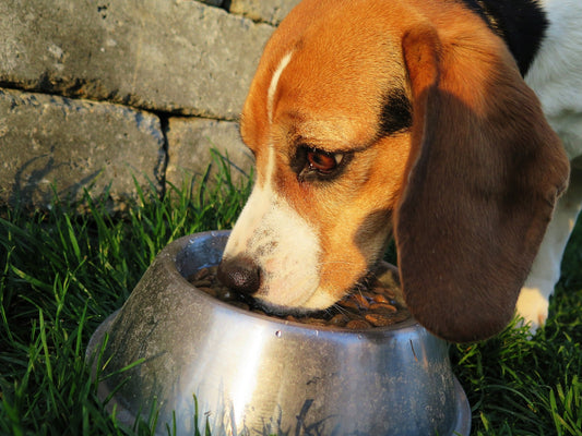 6 Reasons Why You Should Be Changing Your Pet’s Food - RJ Paddywacks