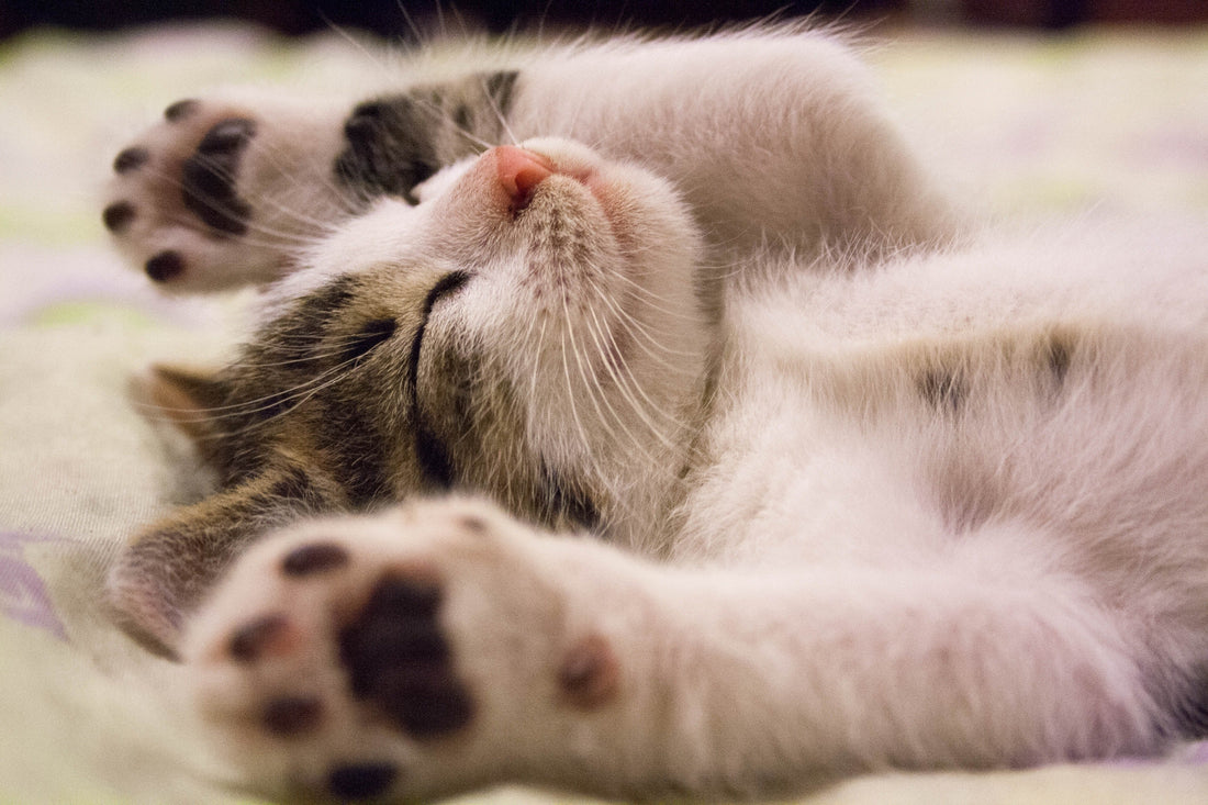 Boarding Tips & Tricks for Your Cat - RJ Paddywacks