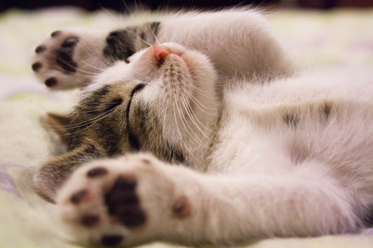 Boarding Tips & Tricks for Your Cat - RJ Paddywacks