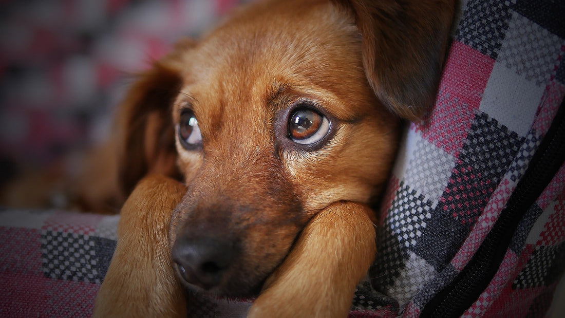 Does Your Dog Have Any Separation Anxiety? - RJ Paddywacks