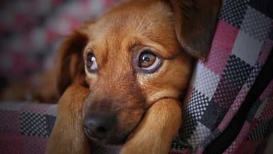 Does Your Dog Have Any Separation Anxiety? - RJ Paddywacks