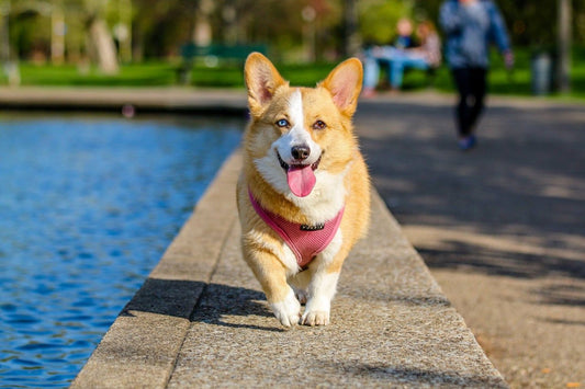 DOG PARK TIPS - RJ Paddywacks