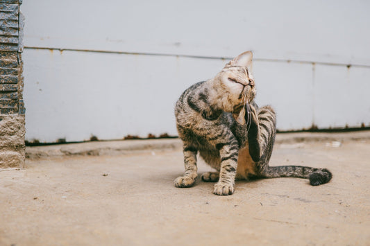 Dogs and Cats and Fleas: Oh My! - RJ Paddywacks