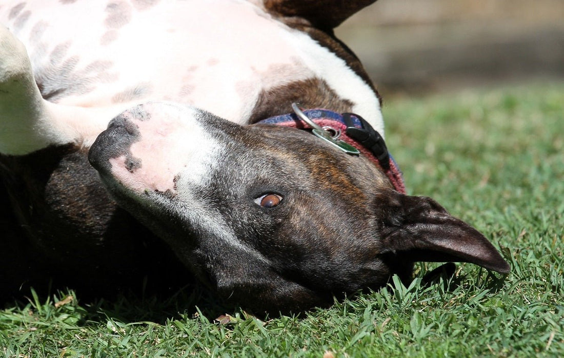 Don't Let Them Bite: Preventing Fleas & Ticks - RJ Paddywacks