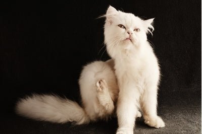 Flea & Tick Prevention: 5 Tips This Fall - RJ Paddywacks