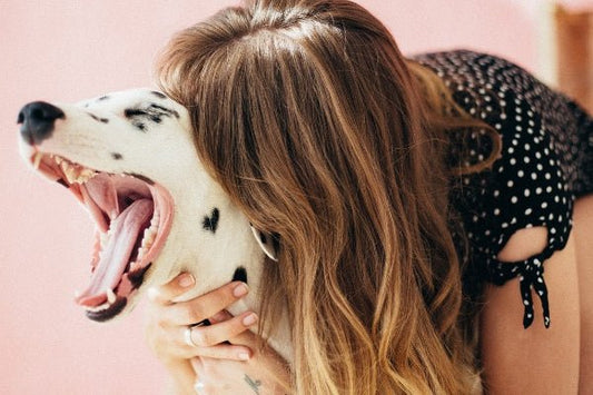 Good Dental Hygiene is a Must for Your Pet's Optimal Health: - RJ Paddywacks