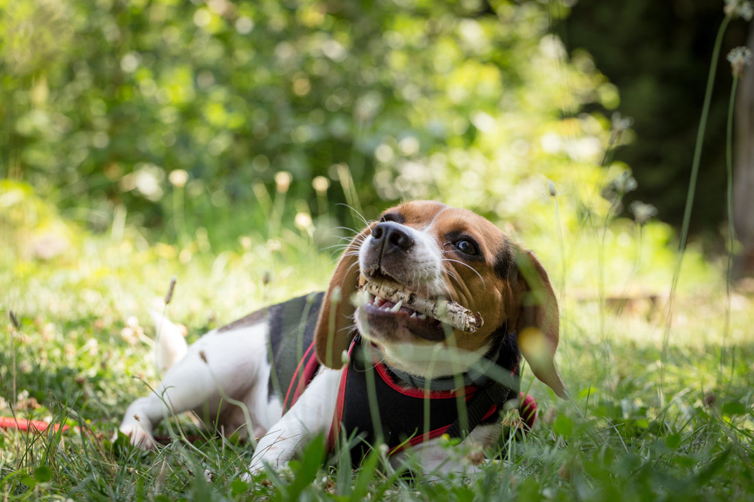 How to Get Your Dog to Stop Chewing Everything - RJ Paddywacks