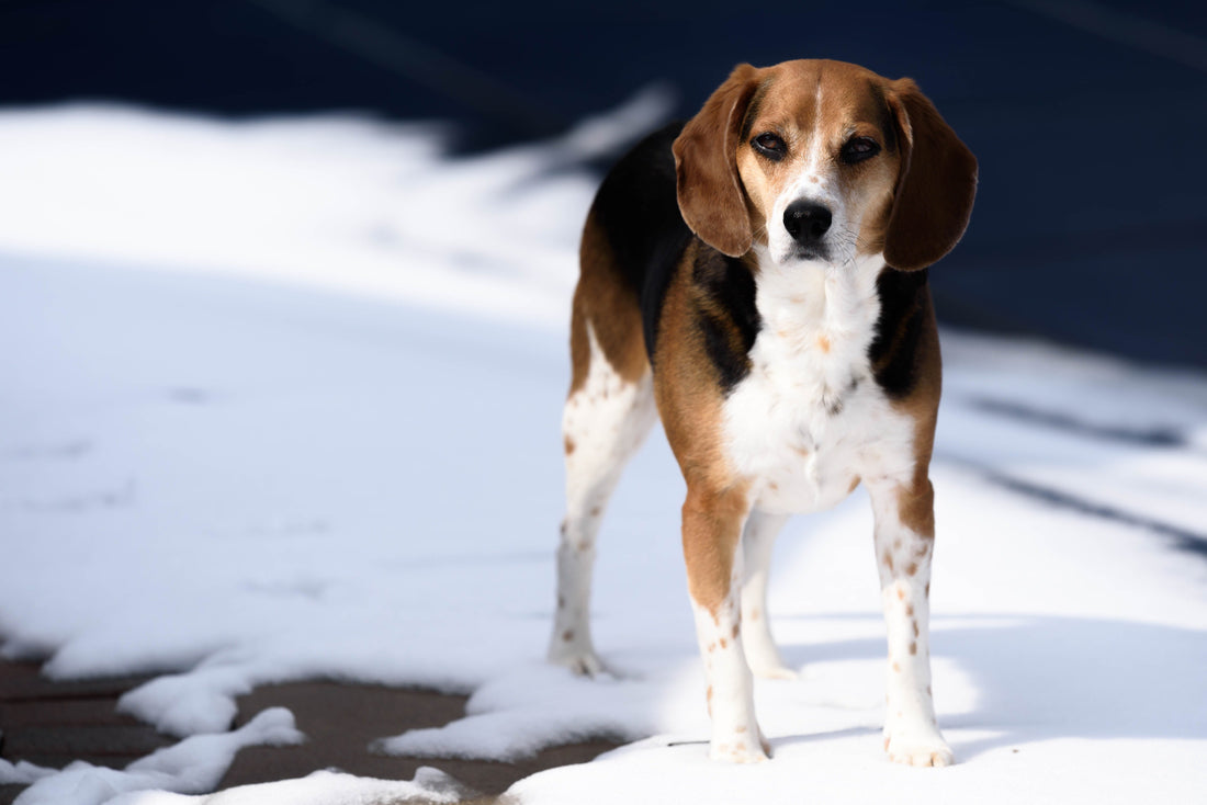 How to Protect Your Pet During the Winter - RJ Paddywacks