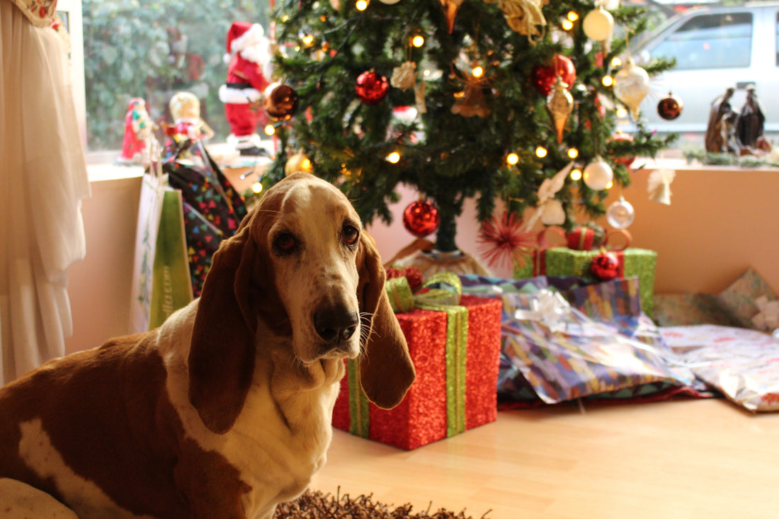Keeping Your Furry Friends Safe During the Holidays - RJ Paddywacks