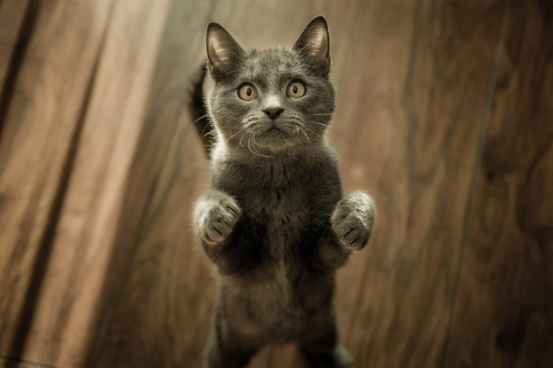 National Adopt-A-Cat Month Happening Meow! - RJ Paddywacks