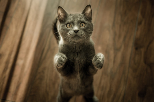 National Adopt-A-Cat Month Happening Meow! - RJ Paddywacks