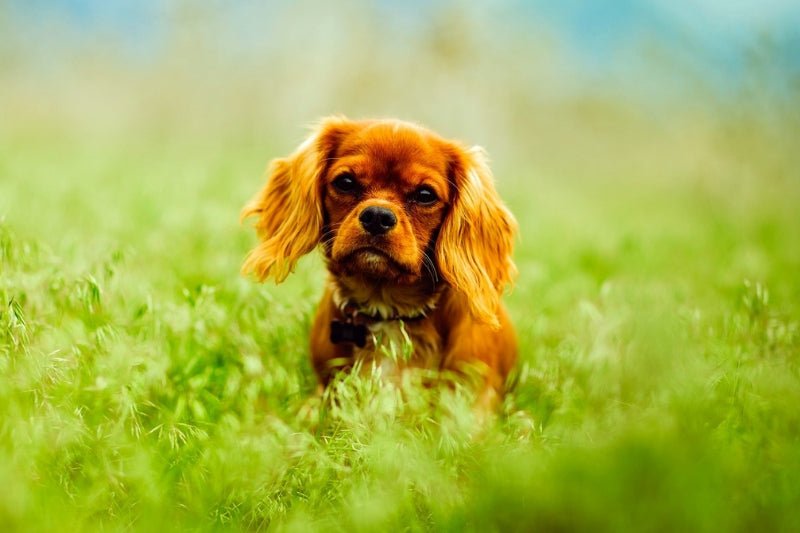 October is National Pet Wellness Month - RJ Paddywacks