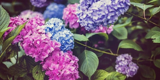 Popular Plants that May Be Harmful to Your Pets - RJ Paddywacks