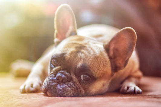 Summer Heat and Happy Pets - RJ Paddywacks