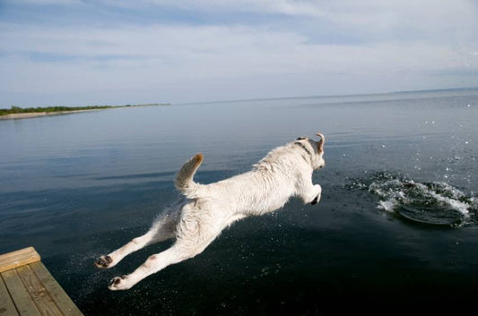 Taking Your Dog to Their Favorite Swimming Hole - RJ Paddywacks