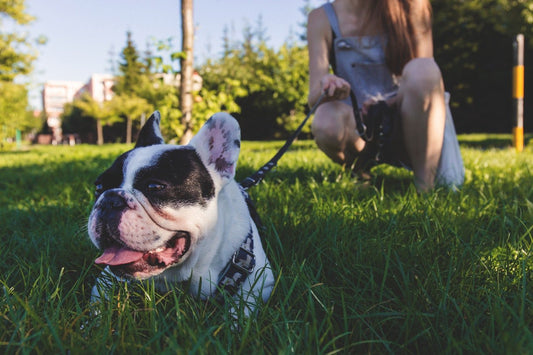 The Do's and Don'ts of Taking Your Dog to Dog Parks - RJ Paddywacks