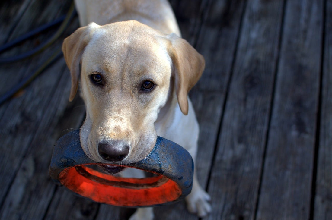 The Joys of Dog Toys - RJ Paddywacks
