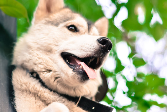 The Pros and Cons of Doggy Daycare - RJ Paddywacks