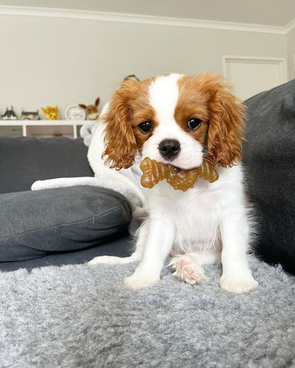 NYLA DURA CHEW PUPPY RB BL