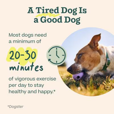 WOOF FORAGERT WALKABOUT S