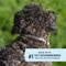 PETARMOR FLEA/TICK/LICE CLR
