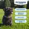 PETARMOR FLEA/TICK/LICE CLR