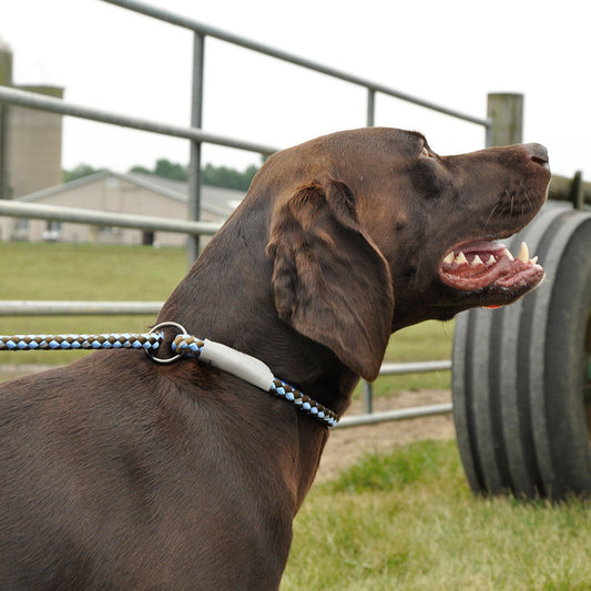 COASTAL K9 EXPLORER 6' ROPE