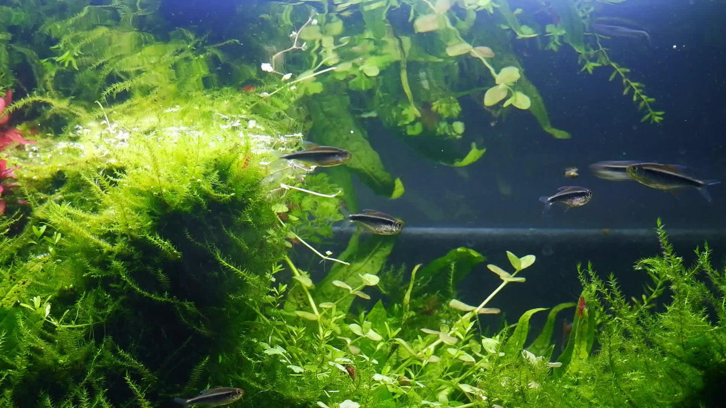 AQUEON PWR FILTER 30