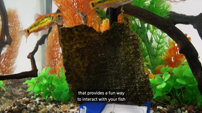 AQE PROSCRAPER ALGAE SHORT