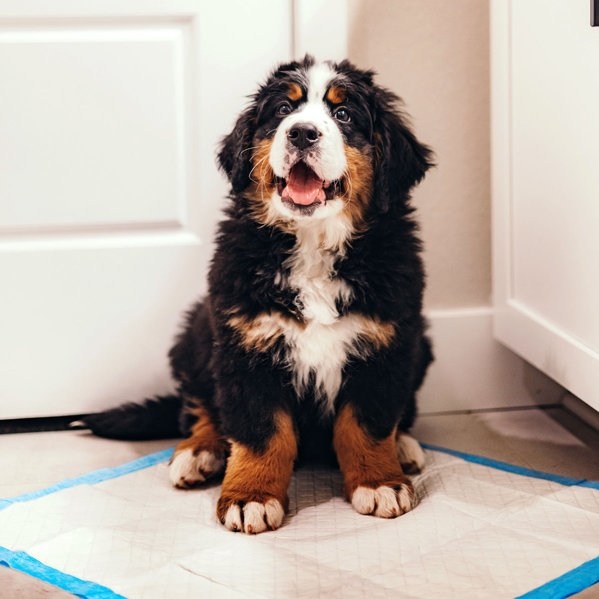 FOUR PAWS WEE WEE PADS 14 PACK