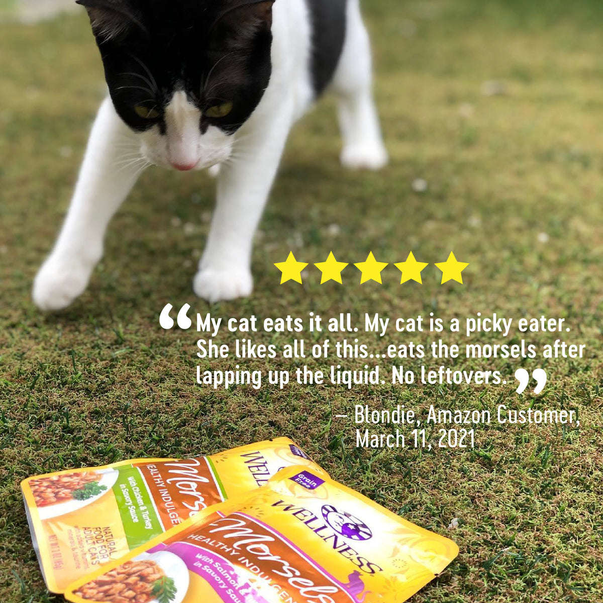 WELLNESS CAT INDL MRSL CH SMN
