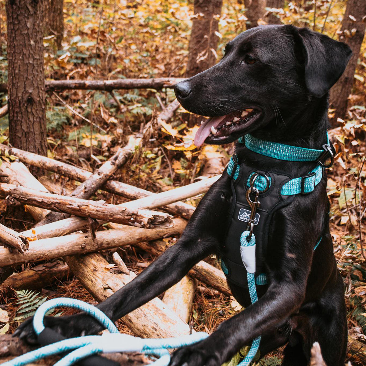 K9 BRT 5/8" COLLAR 14" OCEAN