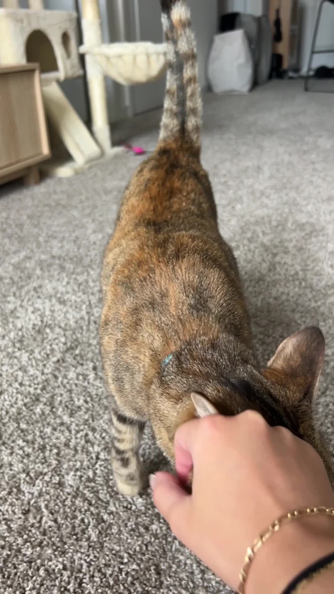 COMFORT ZONE MULTICAT REFILL