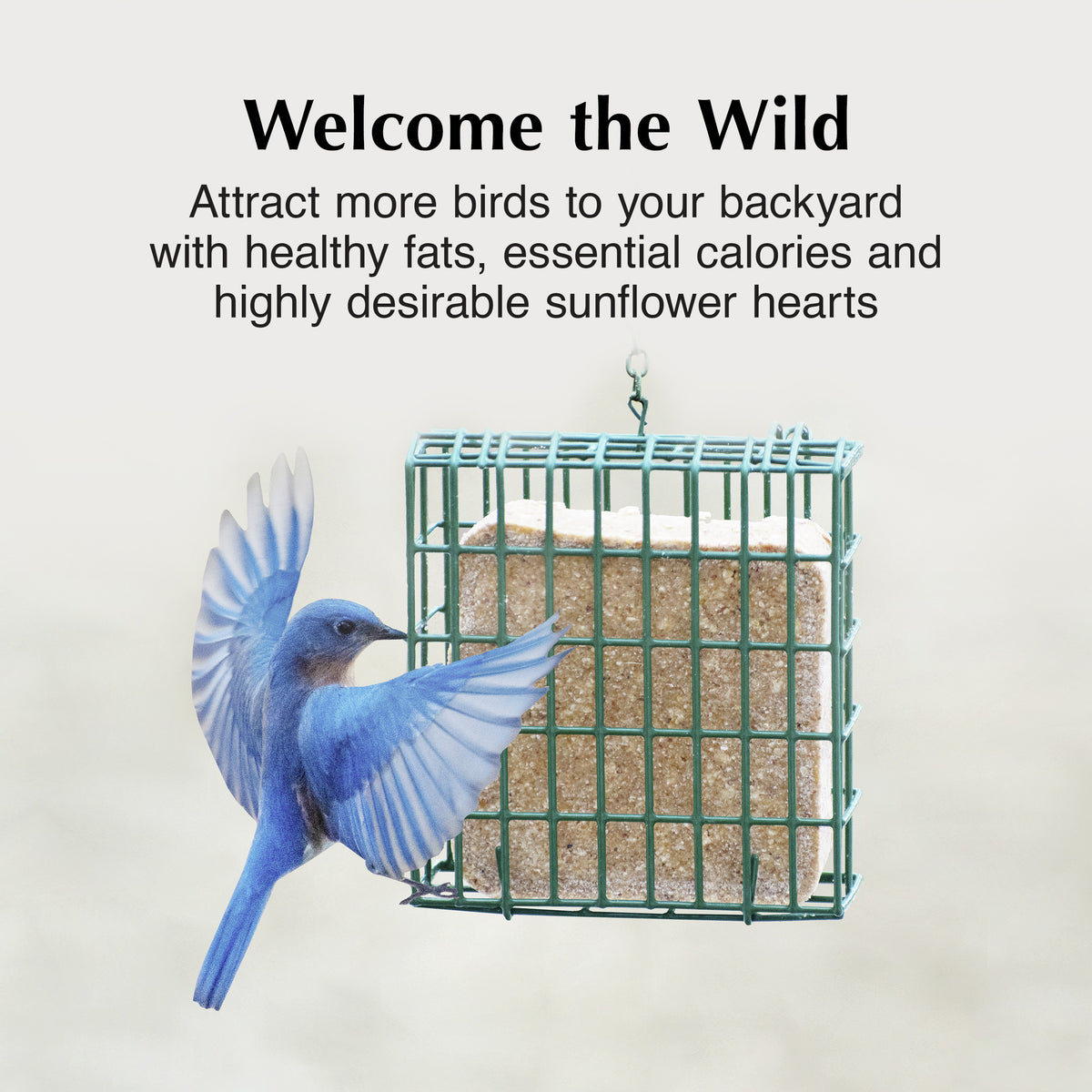 C&S SF DELIGHT SUET 11.75Z