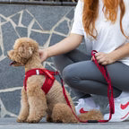 EZYDOG FORMFIT MESH HARNESS XL