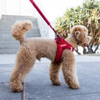 EZYDOG FORMFIT MESH HARNESS XL