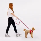 EZYDOG FORMFIT MESH HARNESS XL