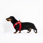 EZYDOG FORMFIT MESH HARNESS XL