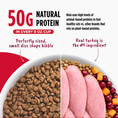 NULO CAT KITTEN TURK/DUCK 5#