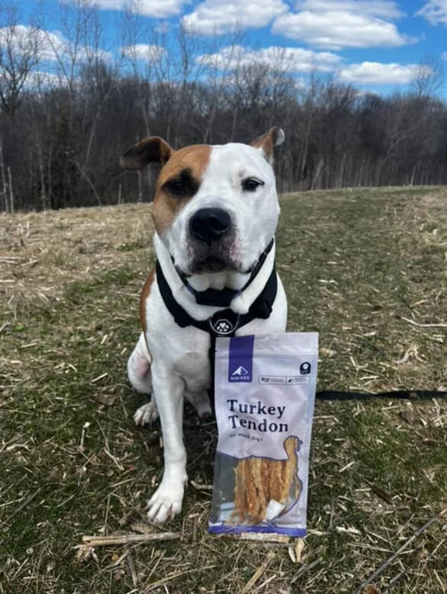 BARK 'N BIG DEHYD TRK TENDON