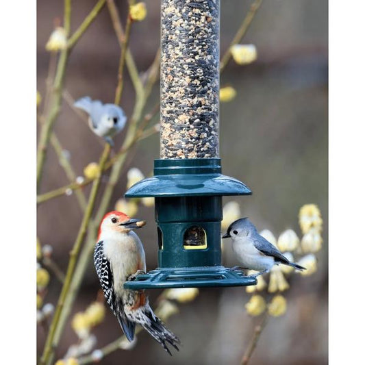 Brome Bird Care Squirrel Buster Evolution - RJ Paddywacks