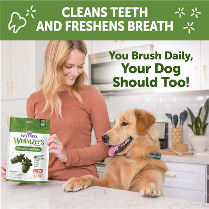 WHIMZEE ALLIGATOR DENTAL CH M