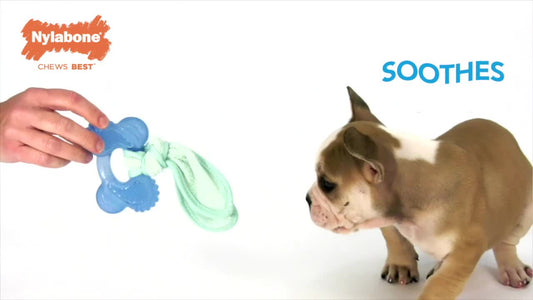 NYLA DURA CHEW PUPPY RB BL