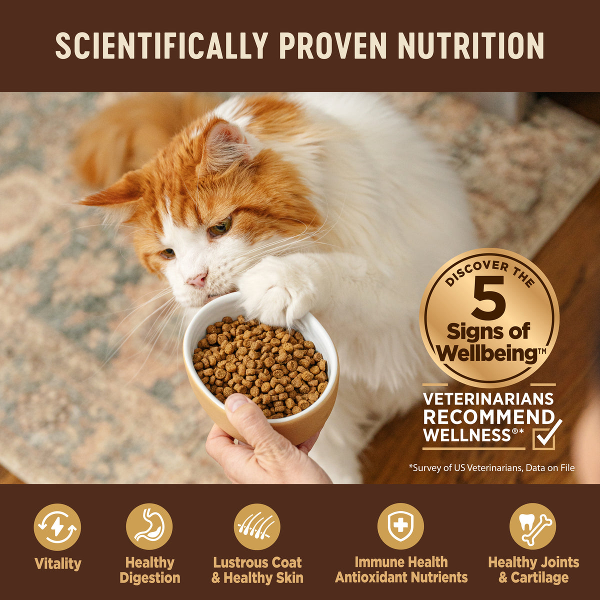 WELLNESS CORE KITTEN 5.14#