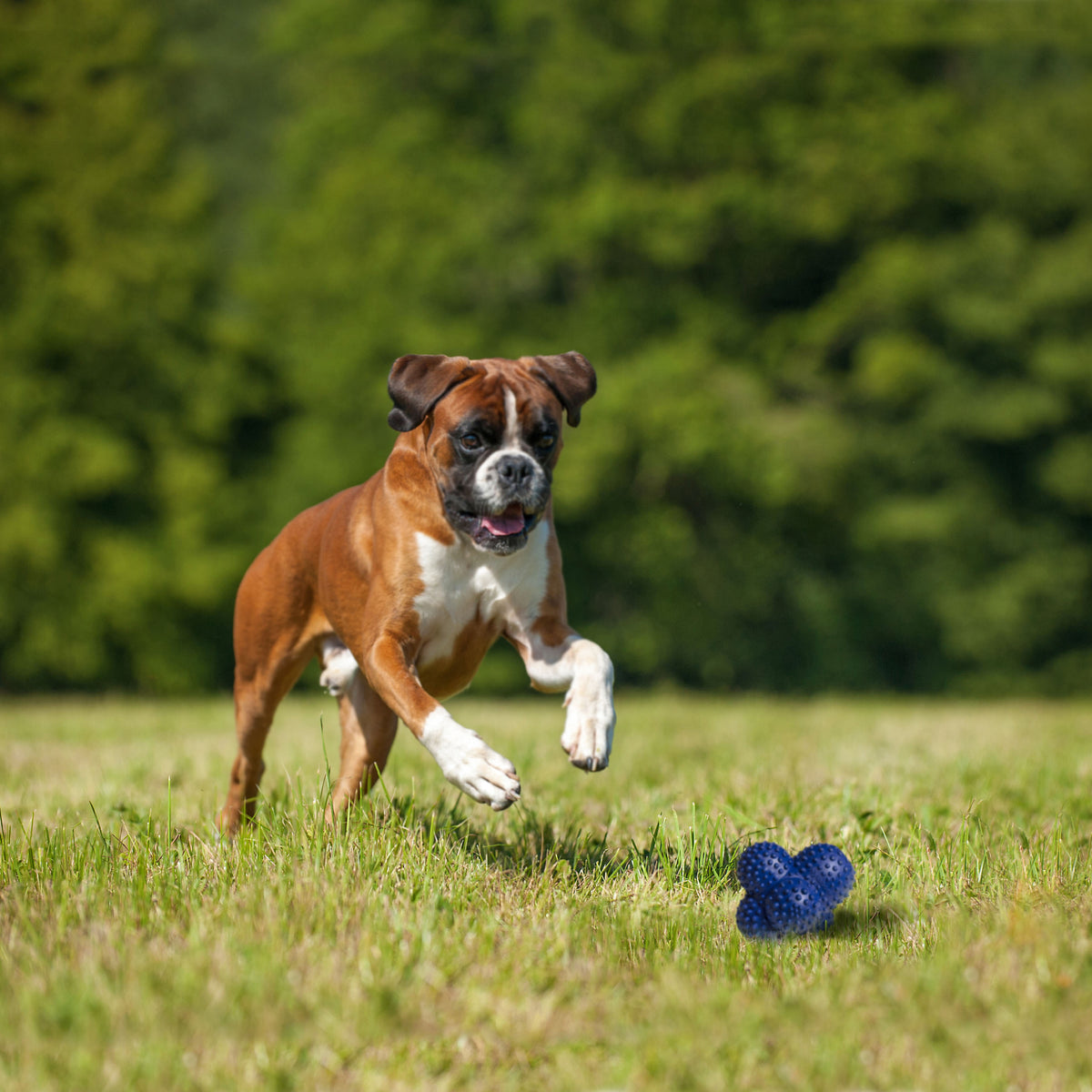 NYLABONE CRAZY BALL L